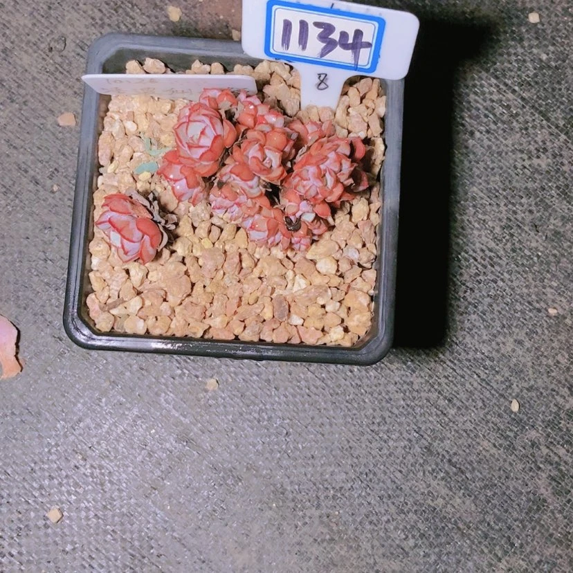 【闪购商品】你**子1134