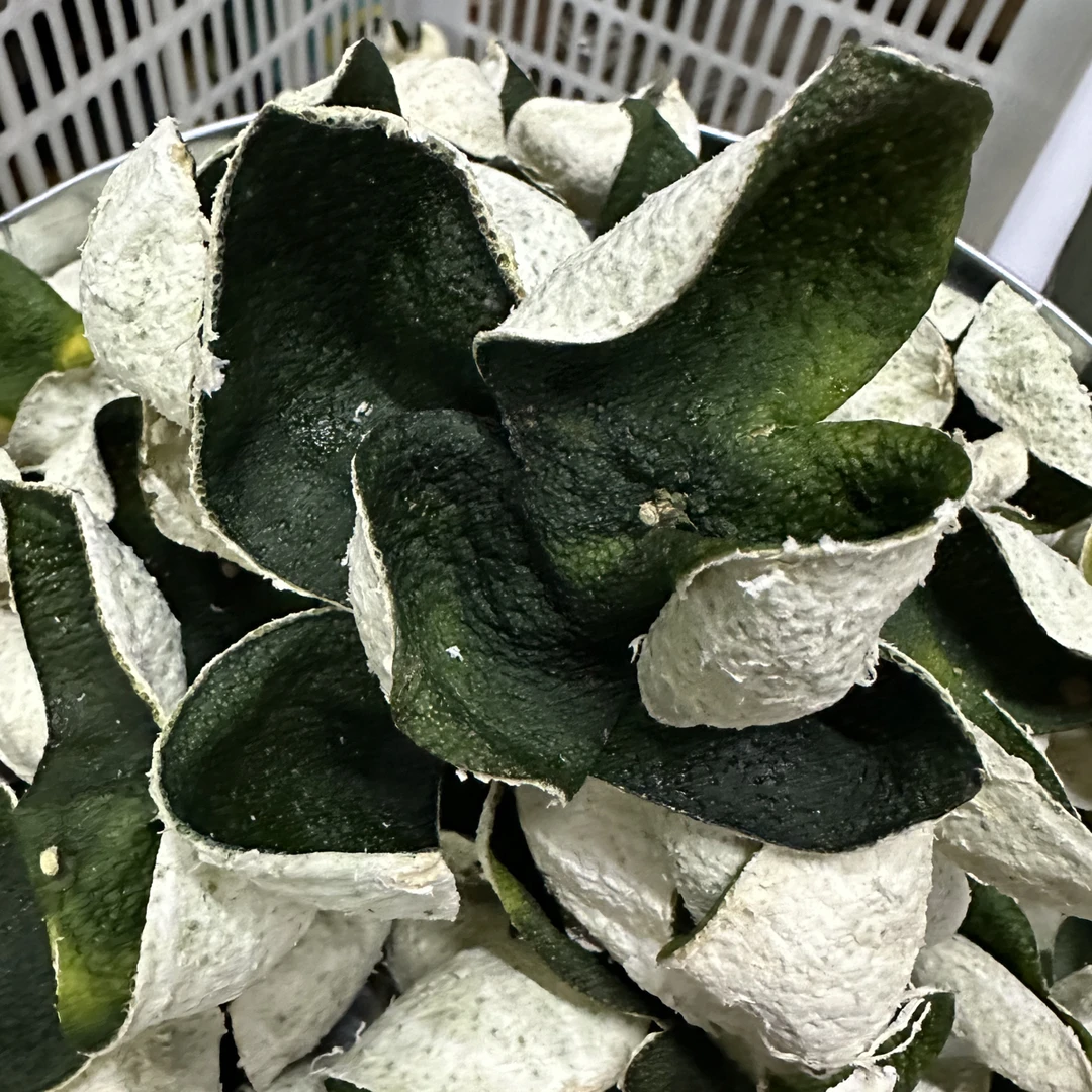 2025 新会小冈 大青皮 驳枝