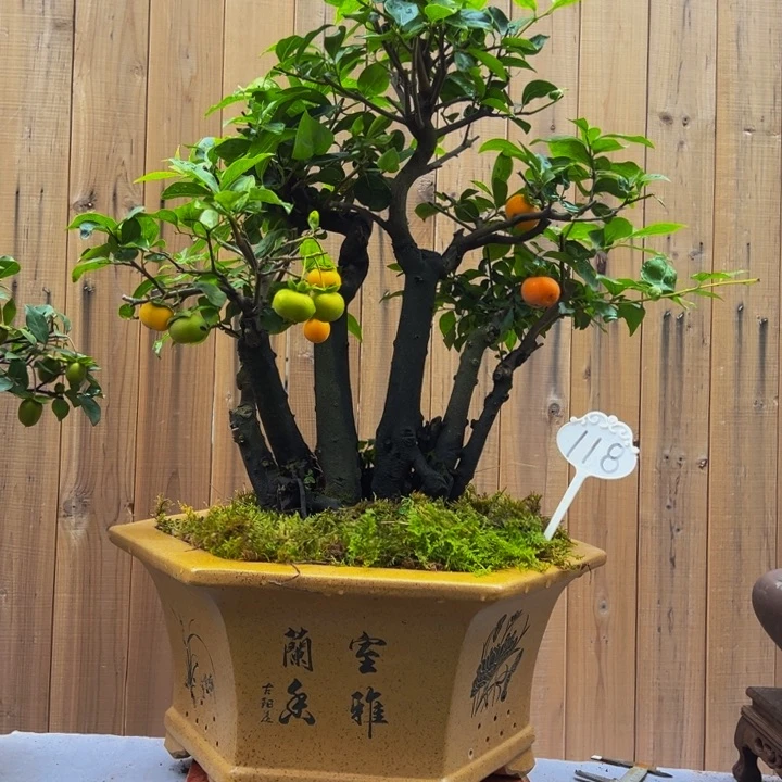 无花朵金弹子盆景一物一拍