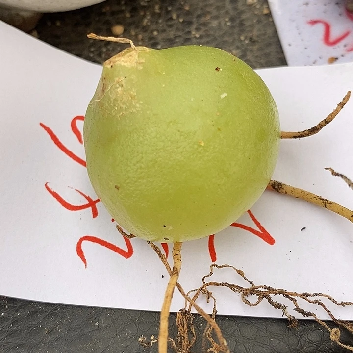 2568苍角殿一颗。