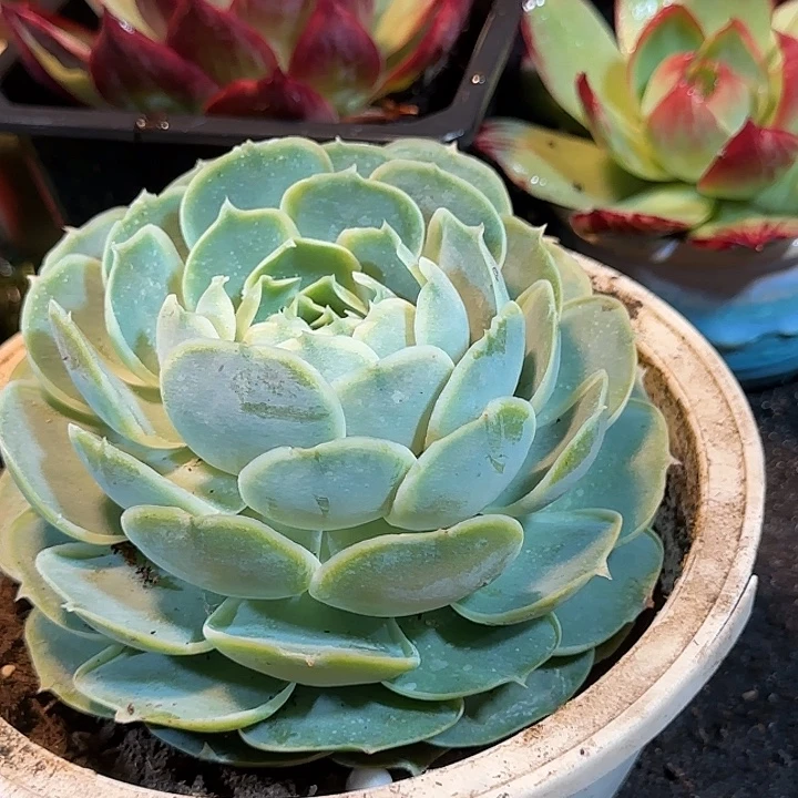 蓝丝绒惊鸿一物一拍包装收缩花旱