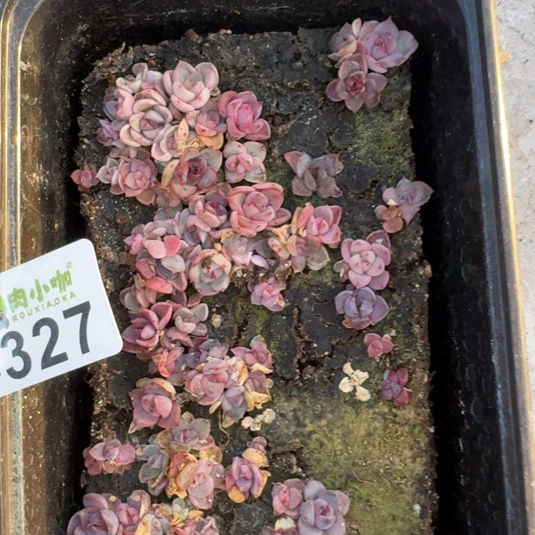 多肉植物多肉植物