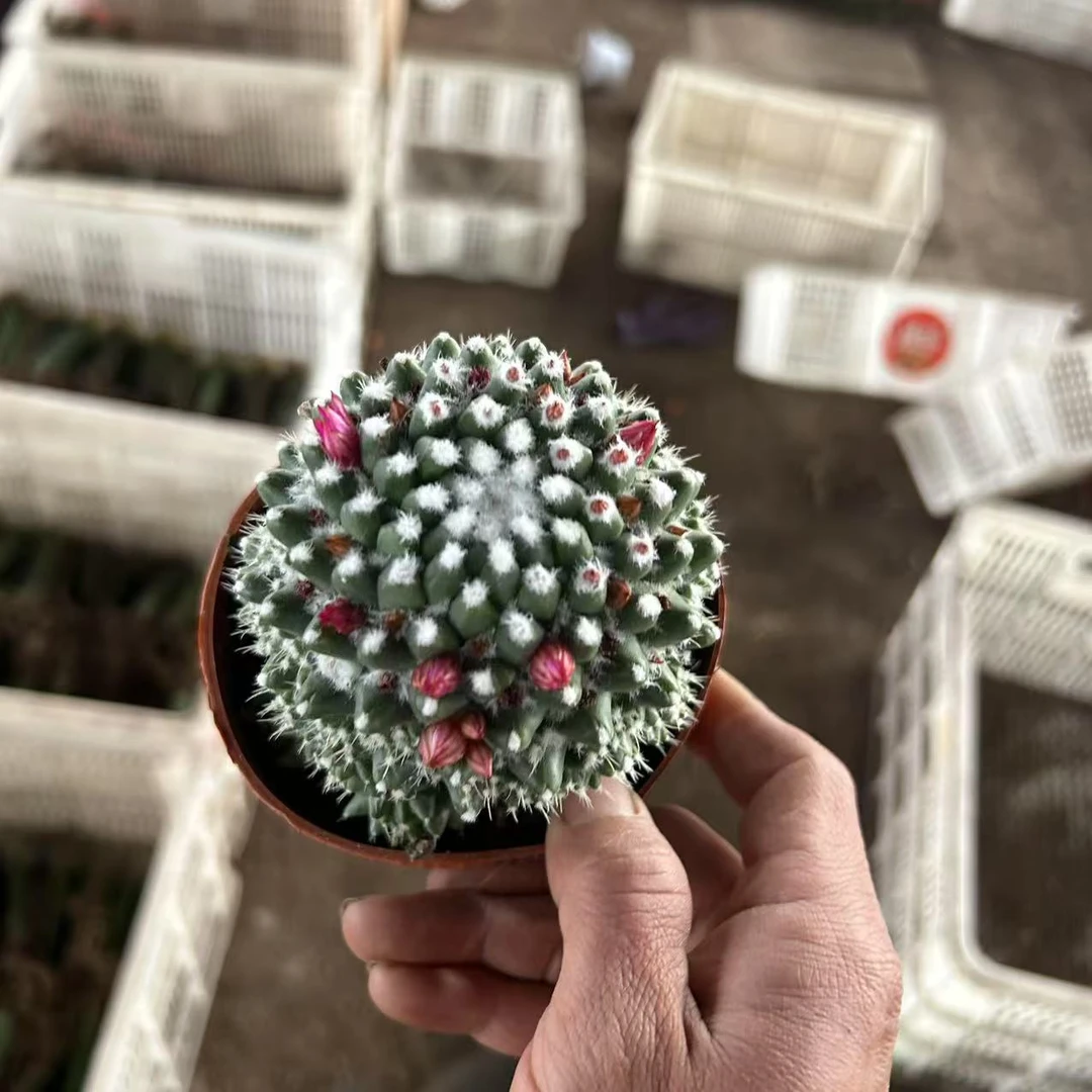 雪糕  仙人球夏型种绿植盆栽桌面阳台办公室摆件