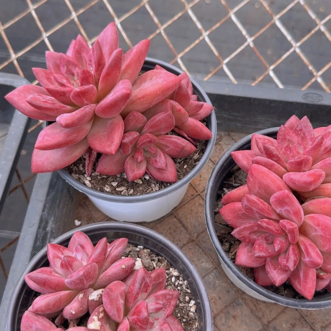 【闪购商品】三头赫菲斯托