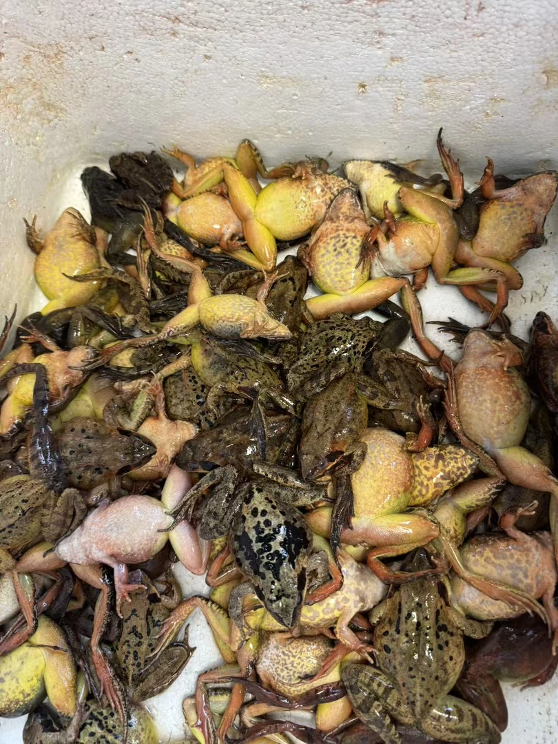 东北河鲜 速冻母蛙