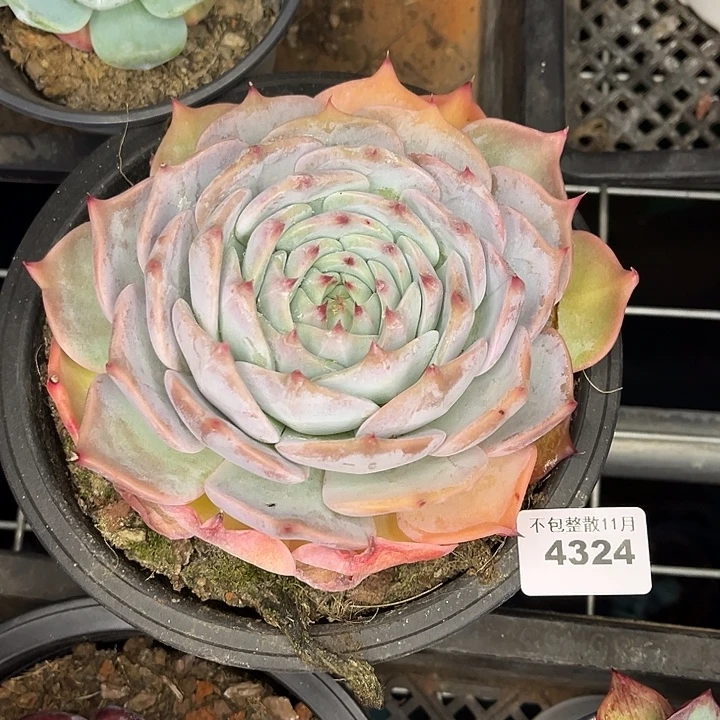 阿雅园艺。     4324皮卡丘