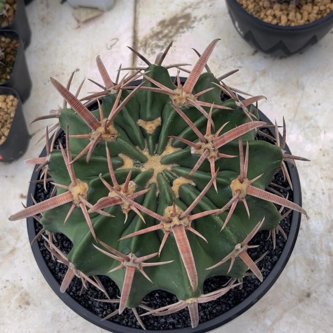 凌玻Zzzzzzzzzzzzzzzx