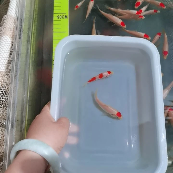锦鲤精品锦鲤一盆