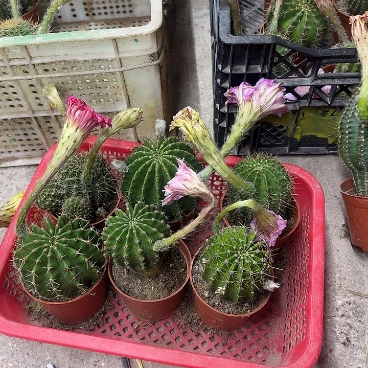 *****无花朵彩草哈哈哈哈哈哈哈