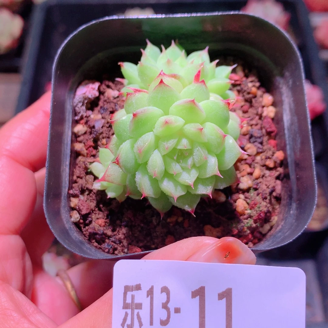 乐然13-11 海王双头