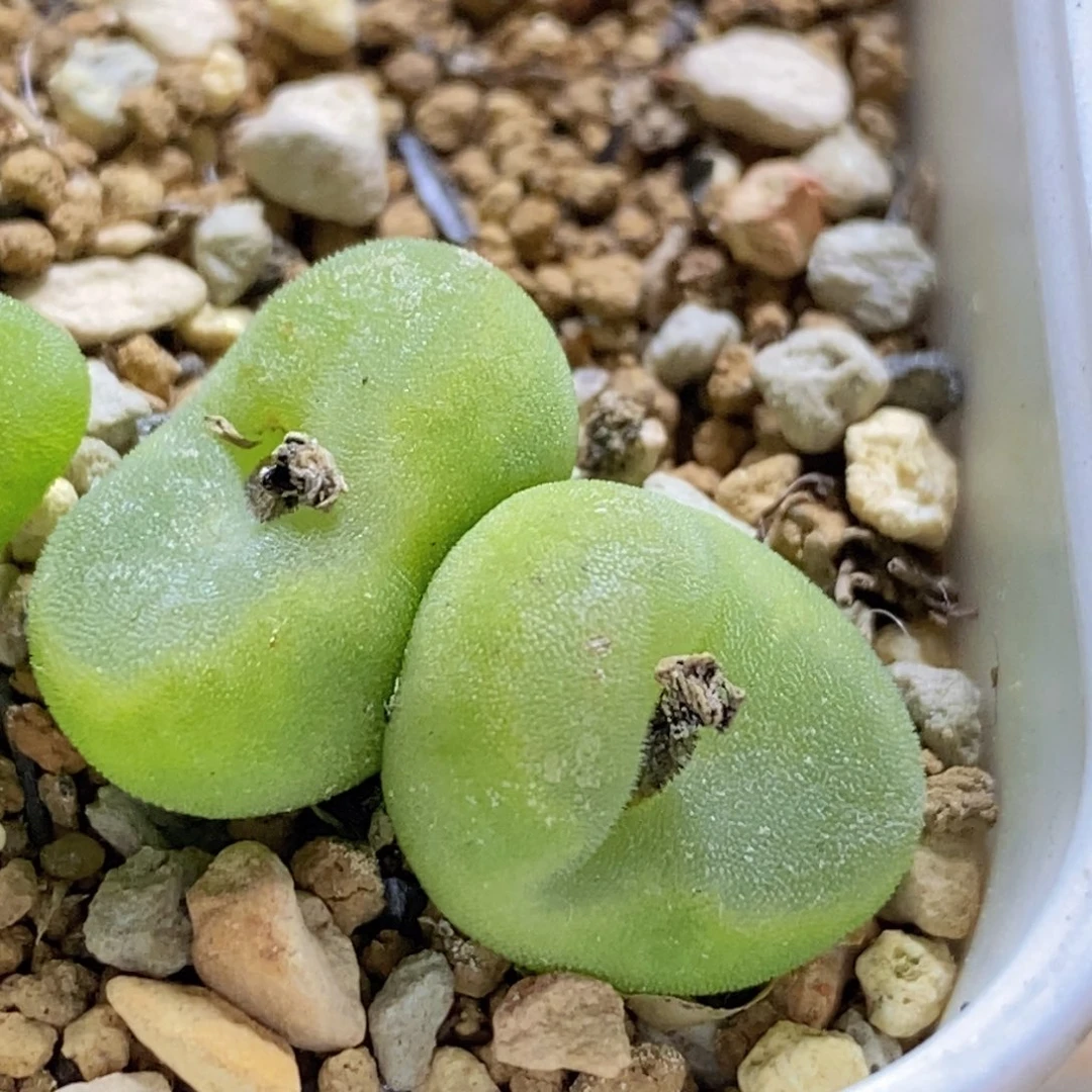 好看好看好看的双头水晶