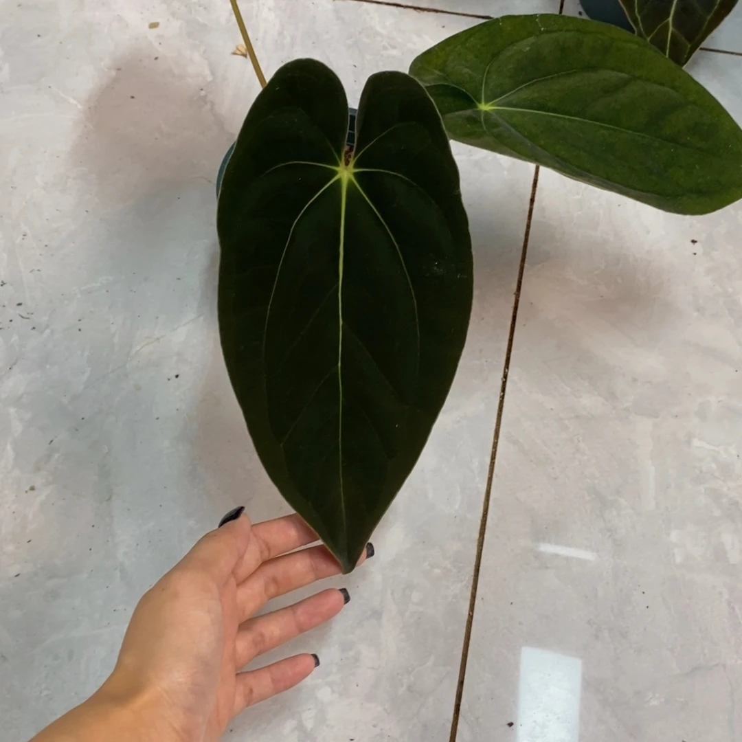 不开花植物加通湖papi