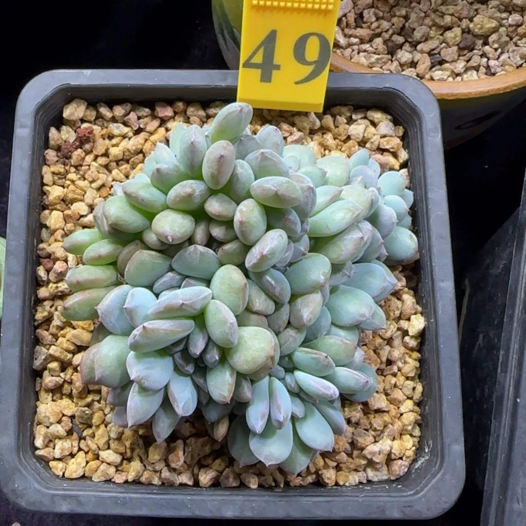 星影缀化一物一拍49