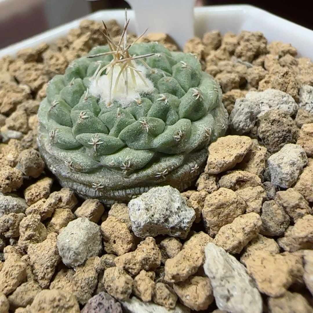 又**了A17实生菊水多肉