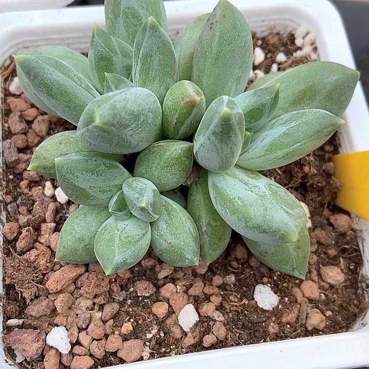 多肉植物重楼900fuprq