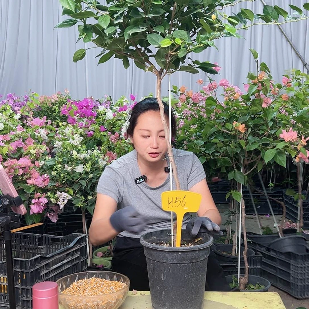 舞***凡当前无花栽培后可以开花H56变色龙