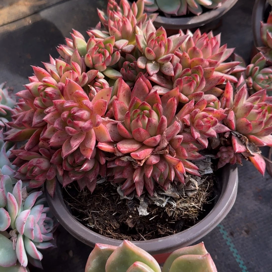 无花朵腊宾大群生精控