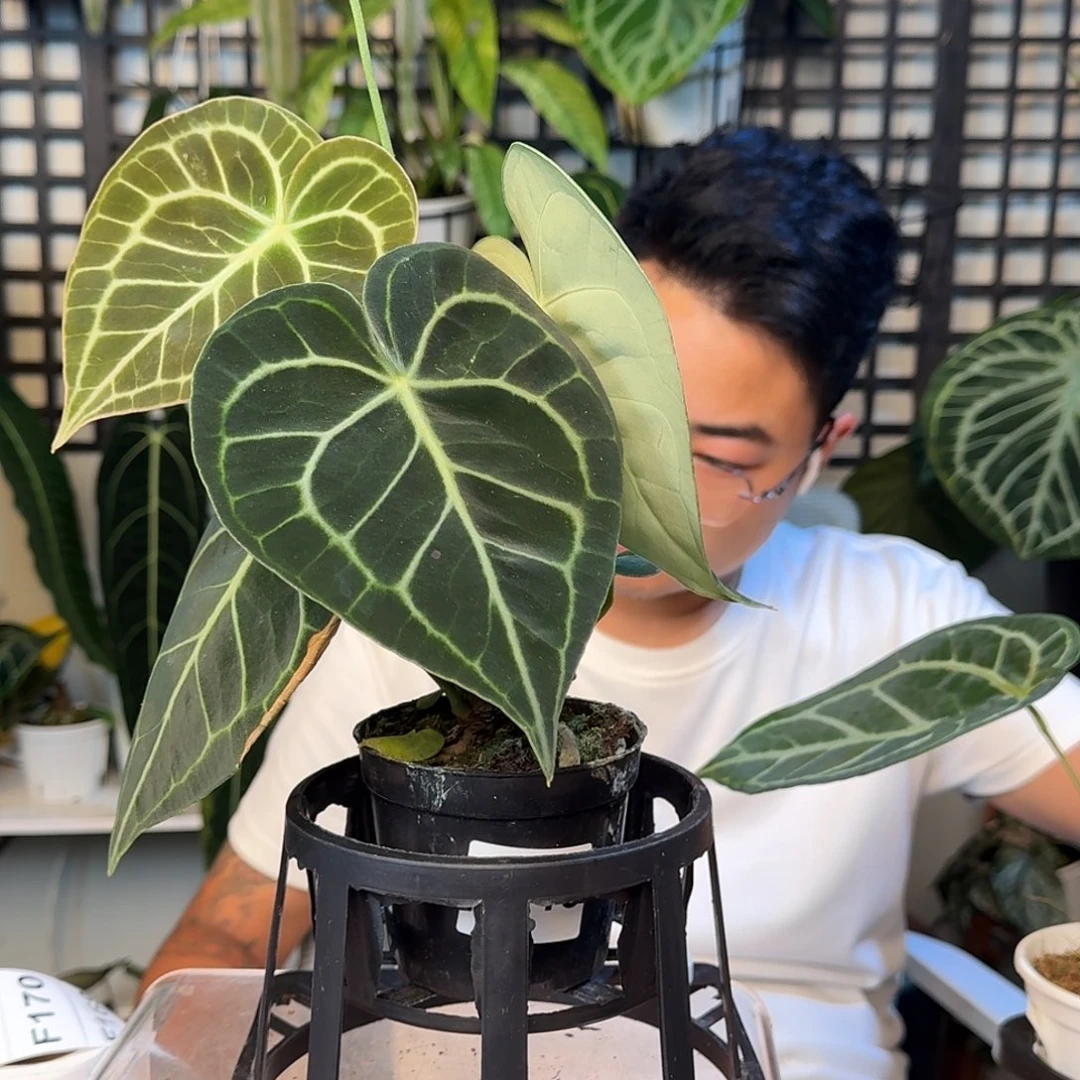 无花朵✨****✨一物一拍F156