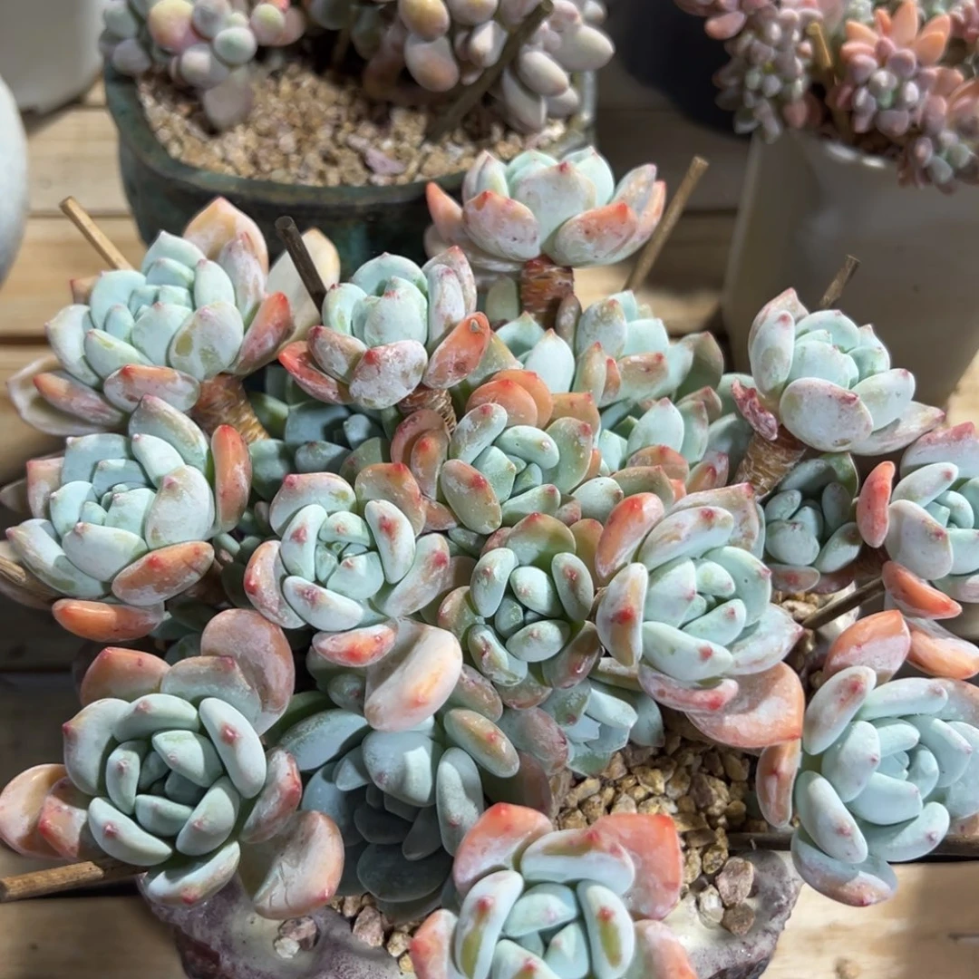 佳熙多肉一物一拍所见即所得