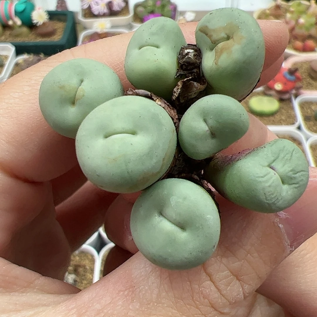 【闪购商品】29 双11福利