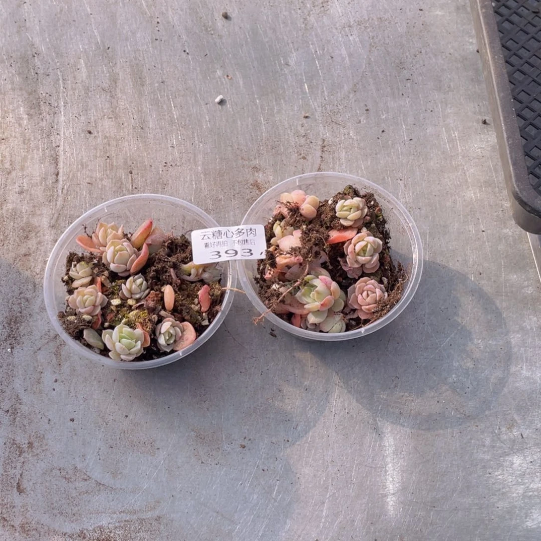 云糖心多肉植物393