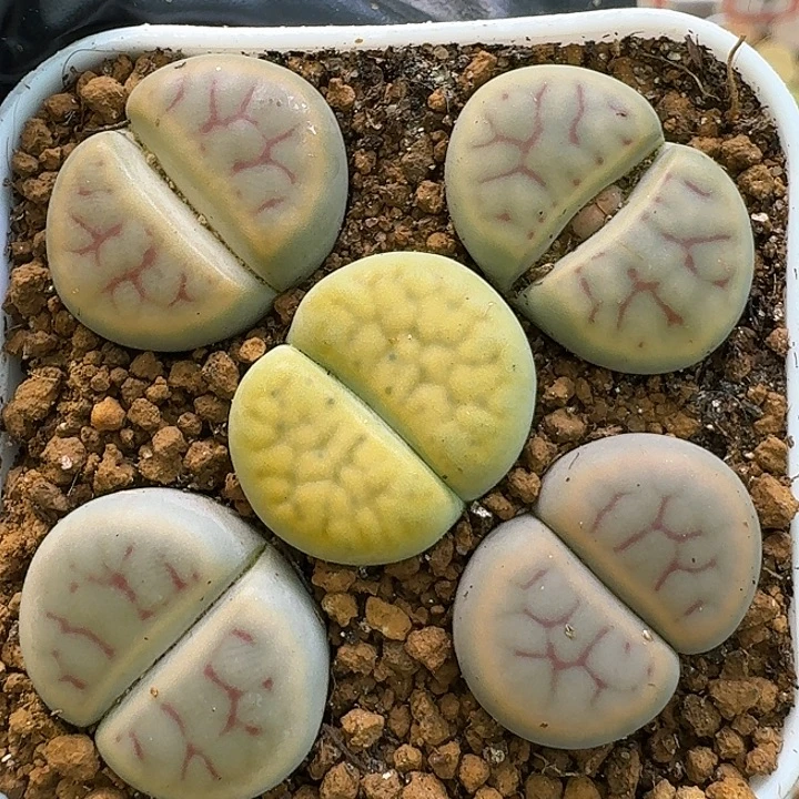 111111生石花。  191