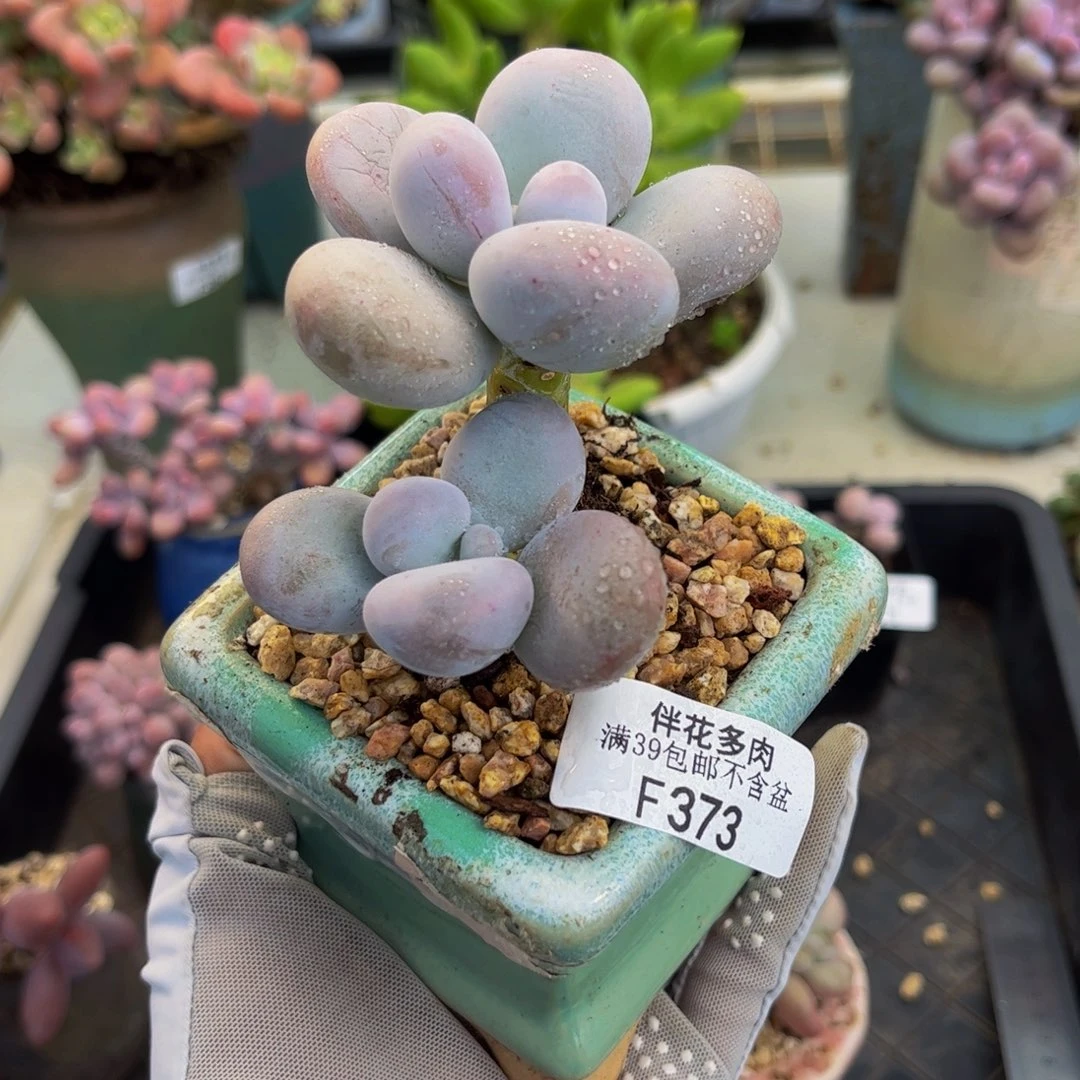 373-原始奶多肉6cm