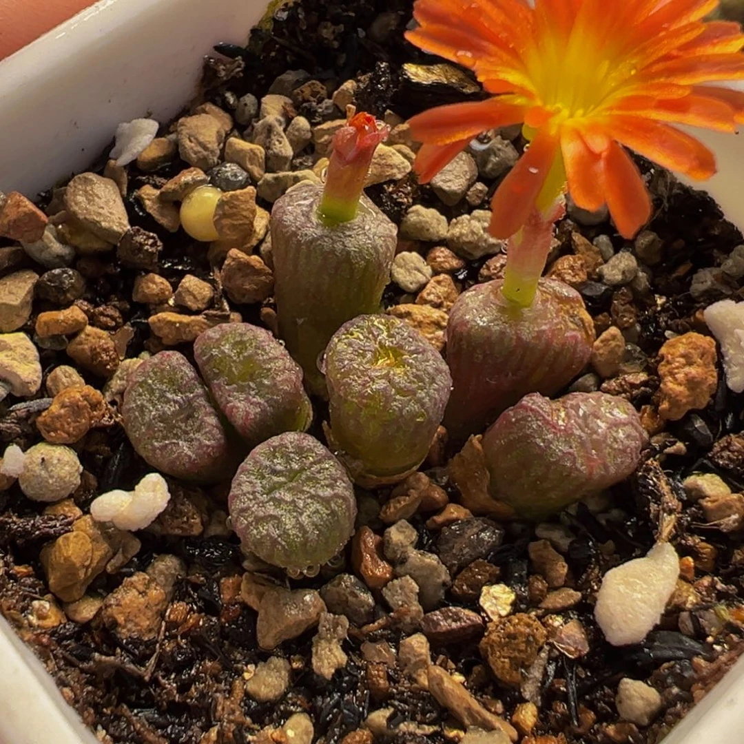 铜壶多肉植物盆栽花卉