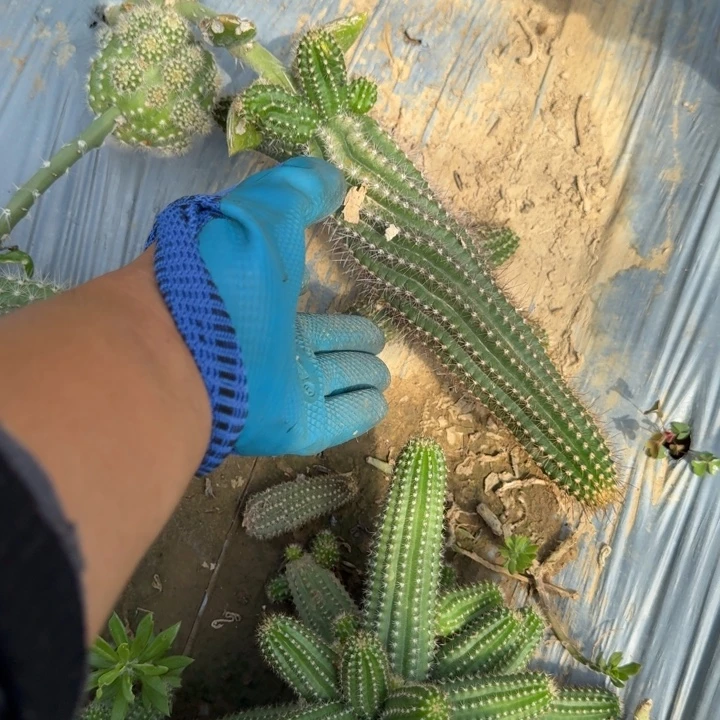 小***哥苗接白檀仙人掌群生607
