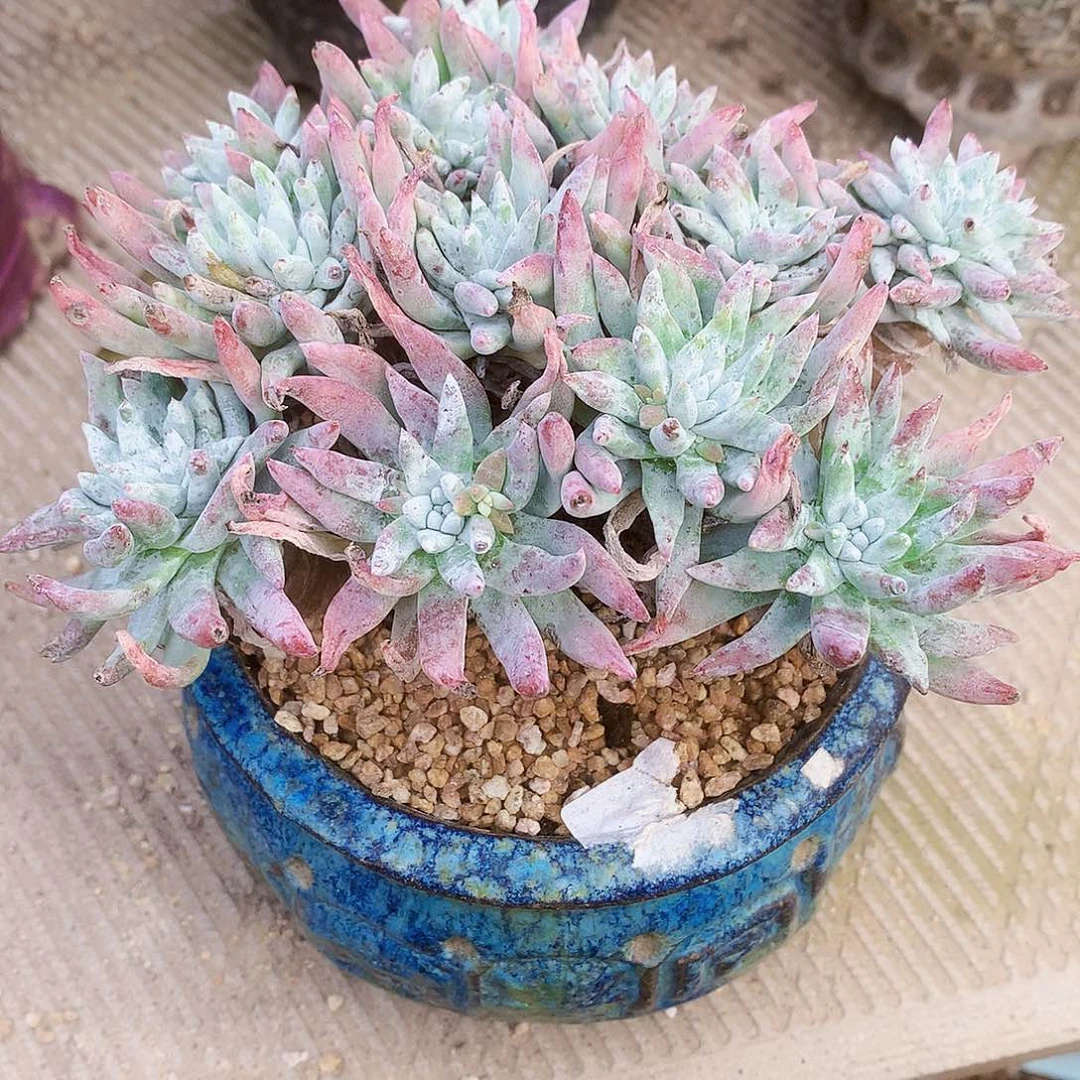 2390雪花仙女杯多肉