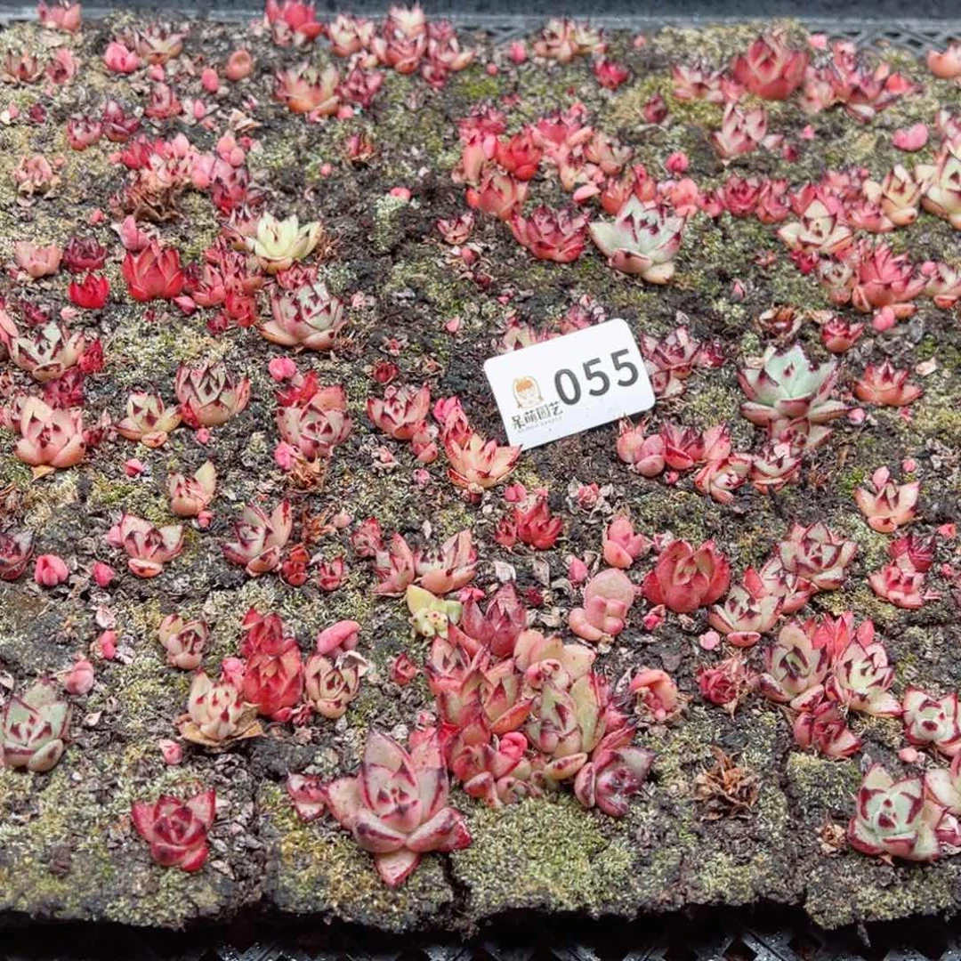 多肉植物多肉植物