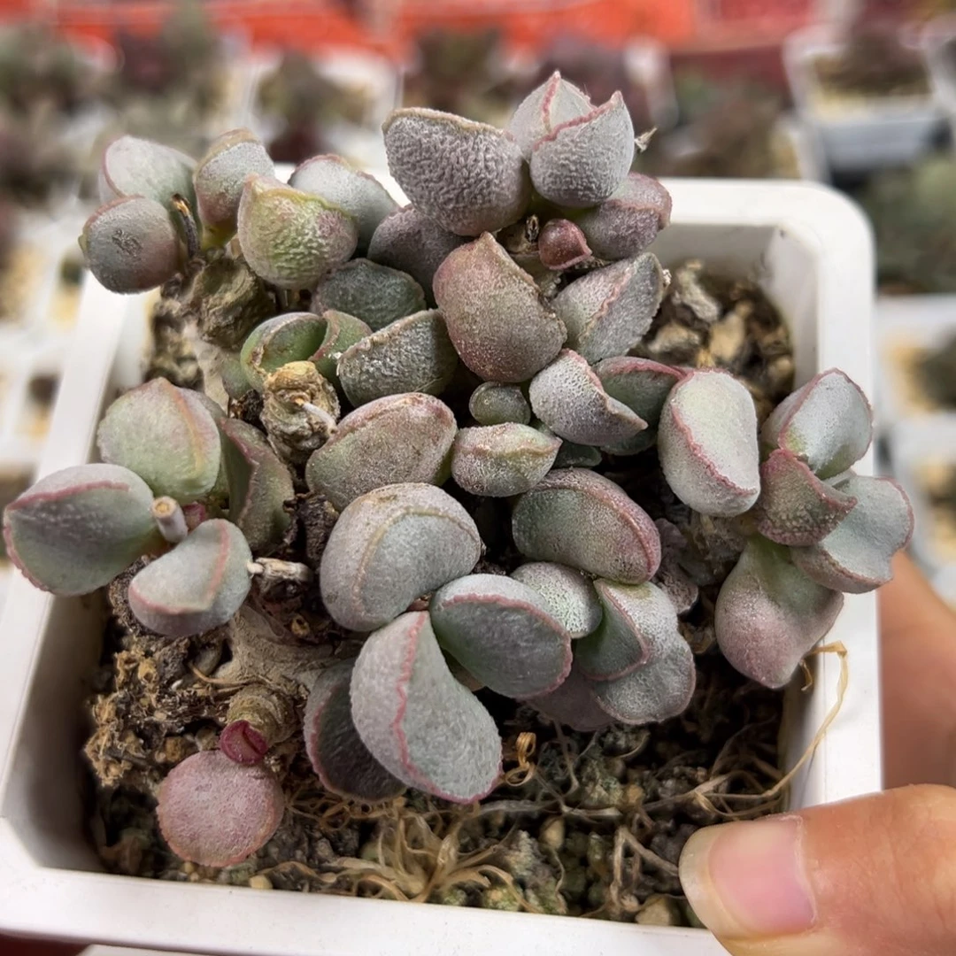 纯木质老桩400号磨砂蛋