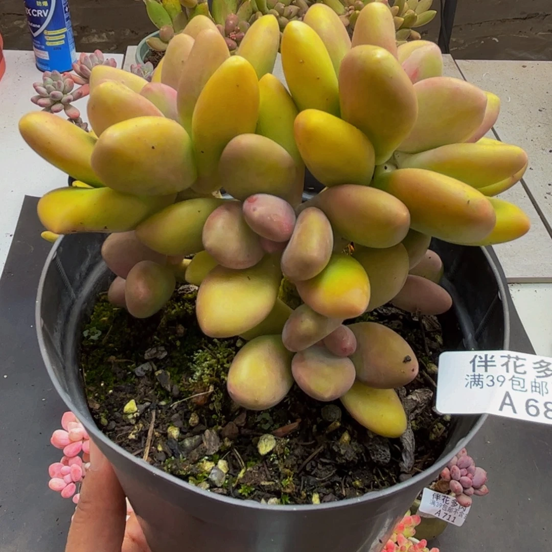 680芒果奶12cm多肉植物