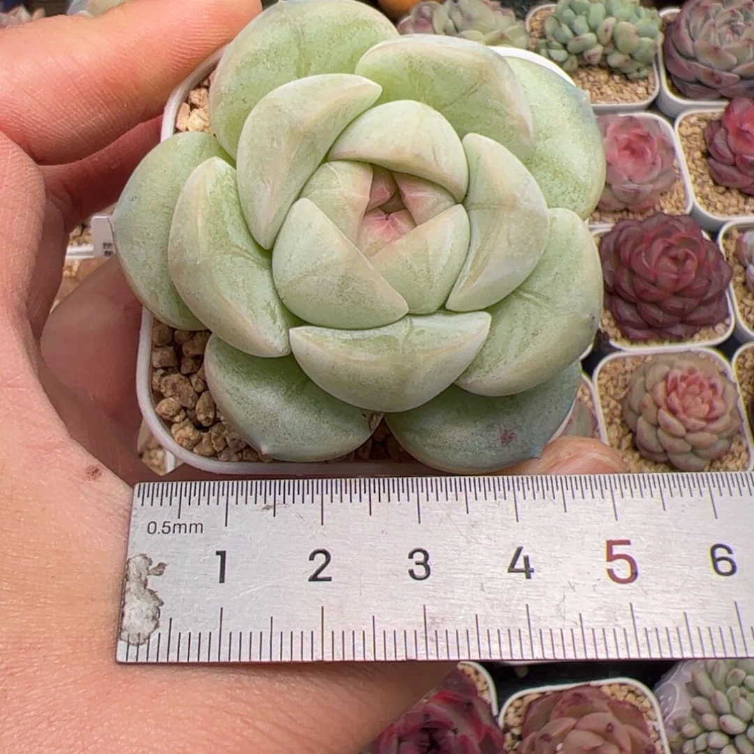 仔*362 多肉植物组合盆栽