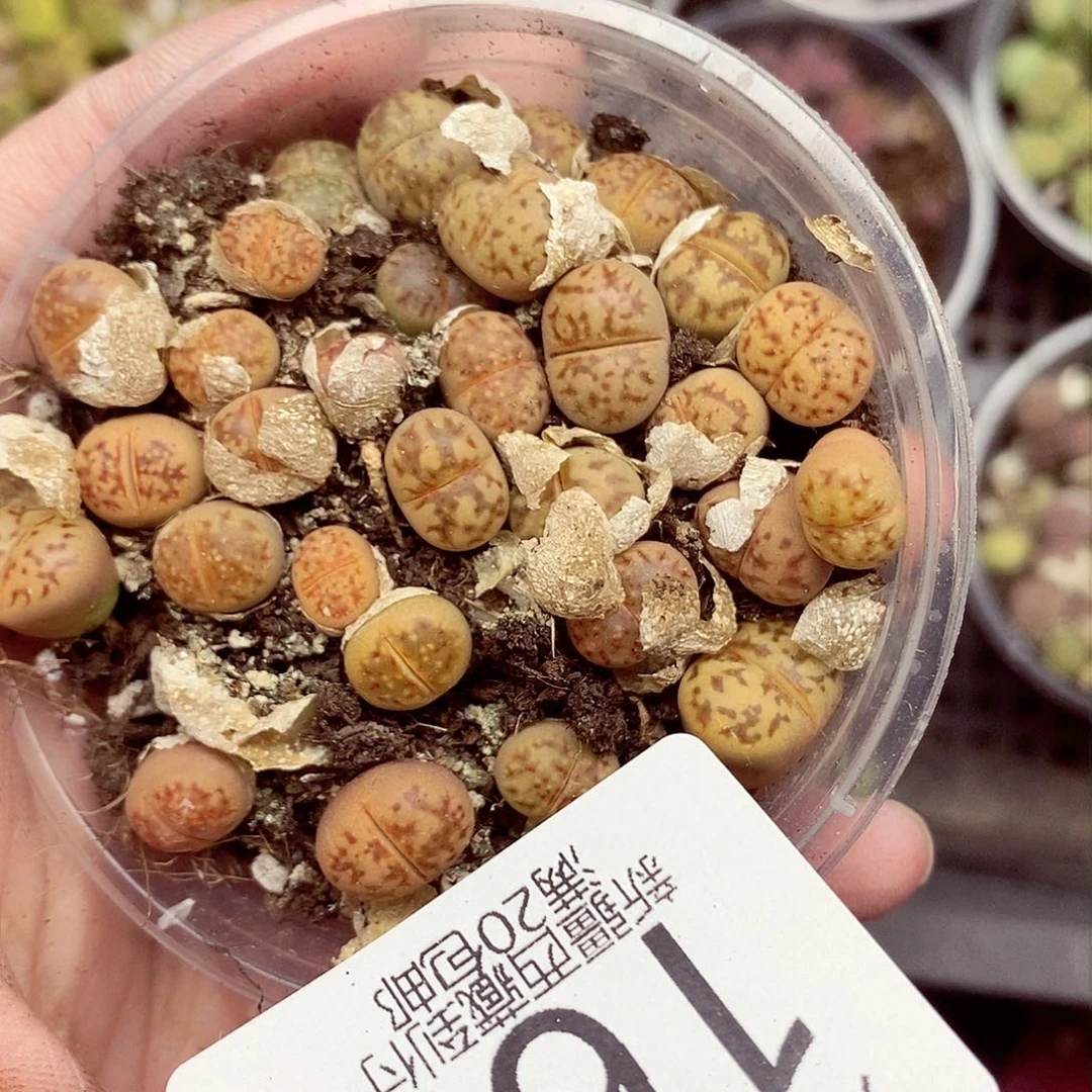 一大帮同学聚会我来帮165