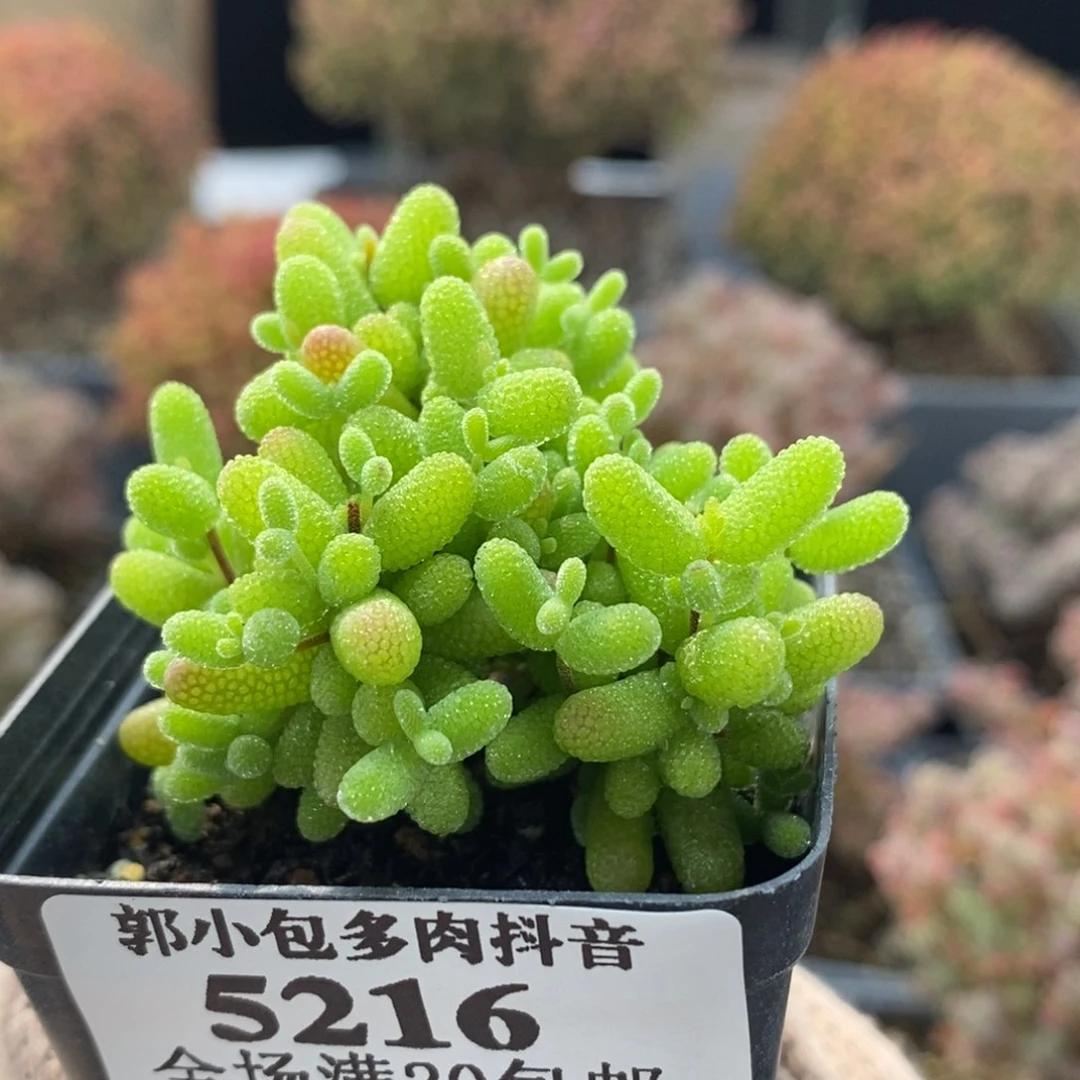 金橘糖球5216枝干番杏