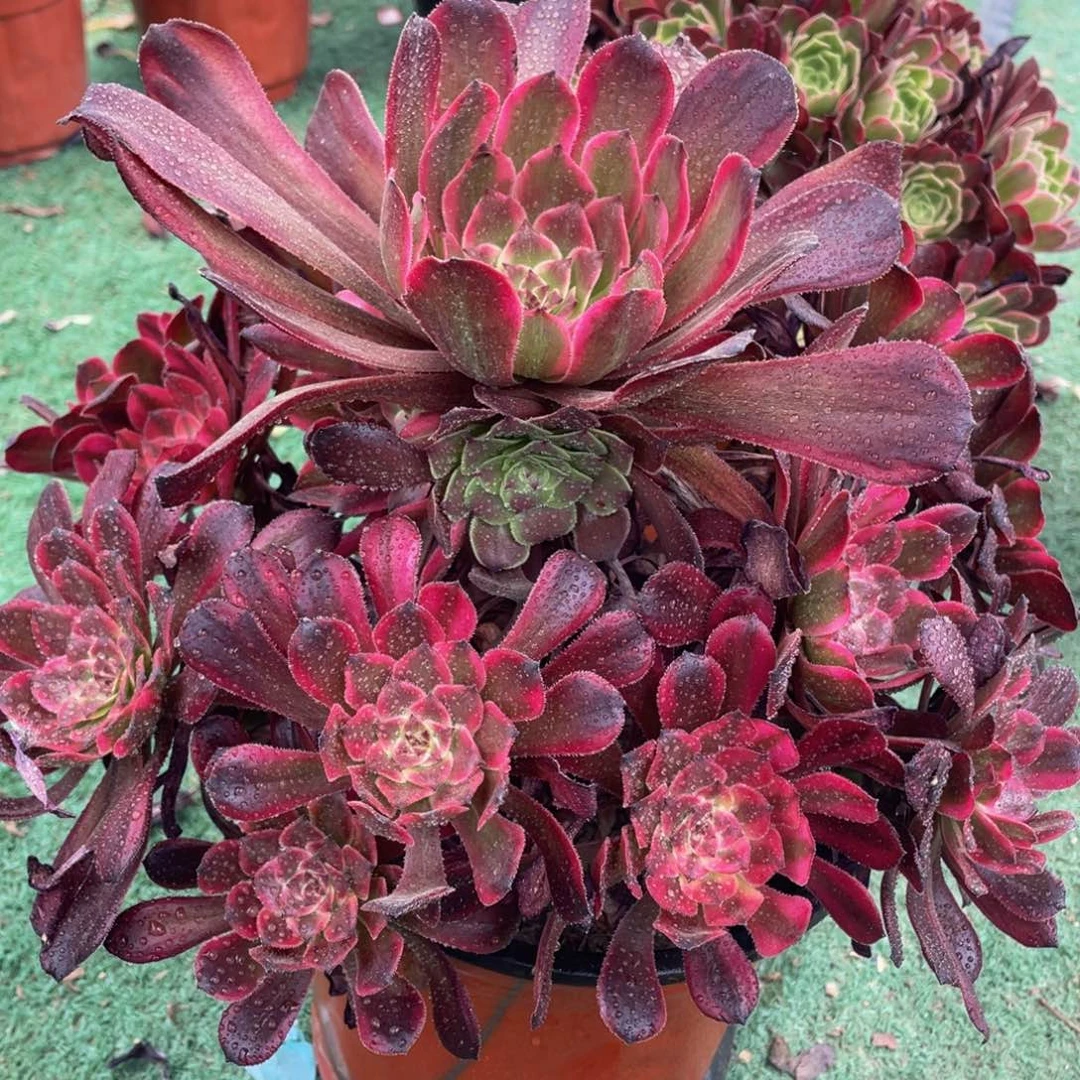 282红金刚精品法师多肉