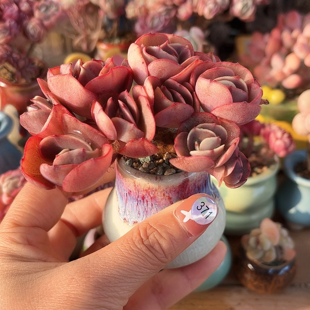 371 多肉含盆土30元除偏远