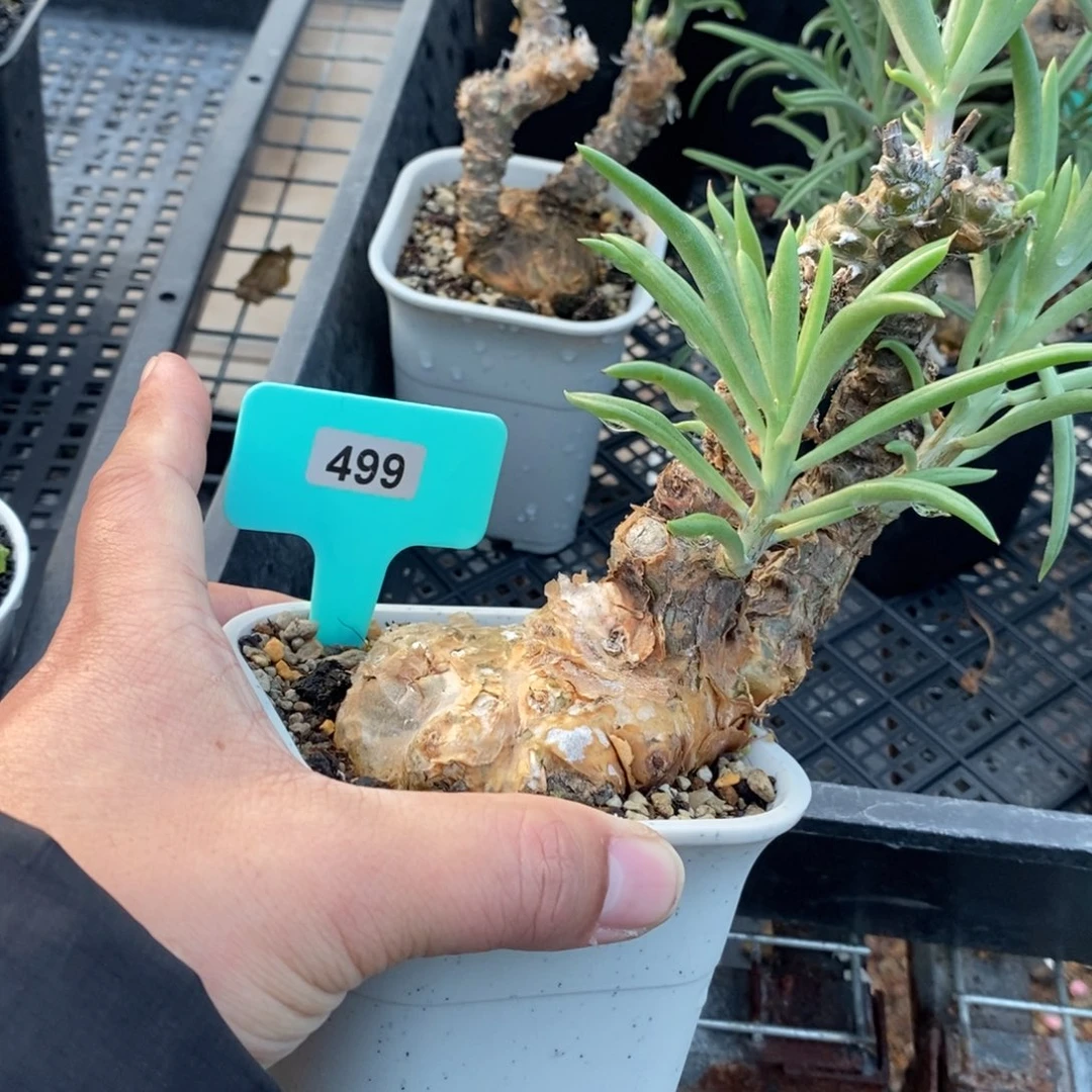 条纹奇峰景多肉植物