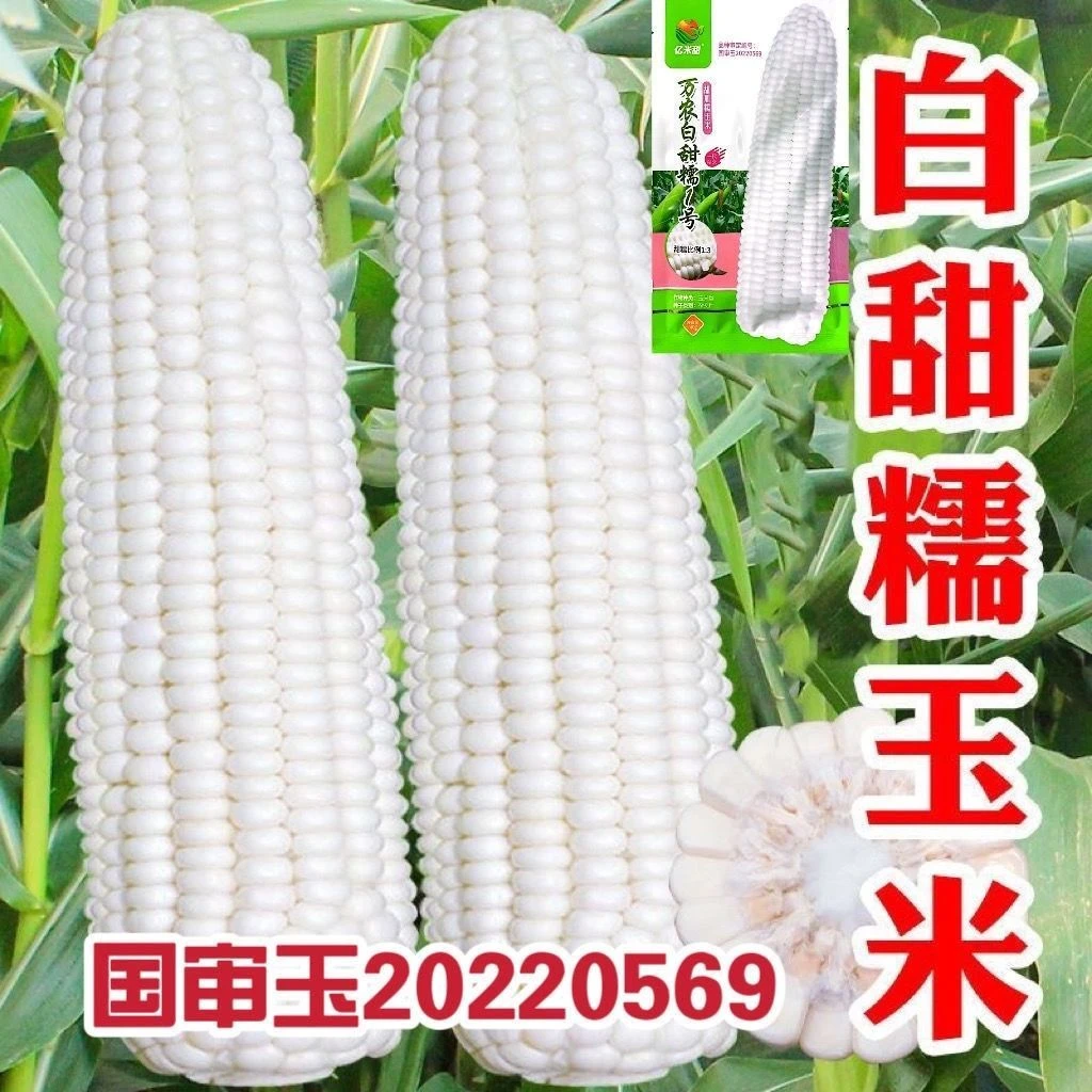 白甜糯玉米1号种子万农白甜糯1号玉米种籽四季高产软春季春季爆品