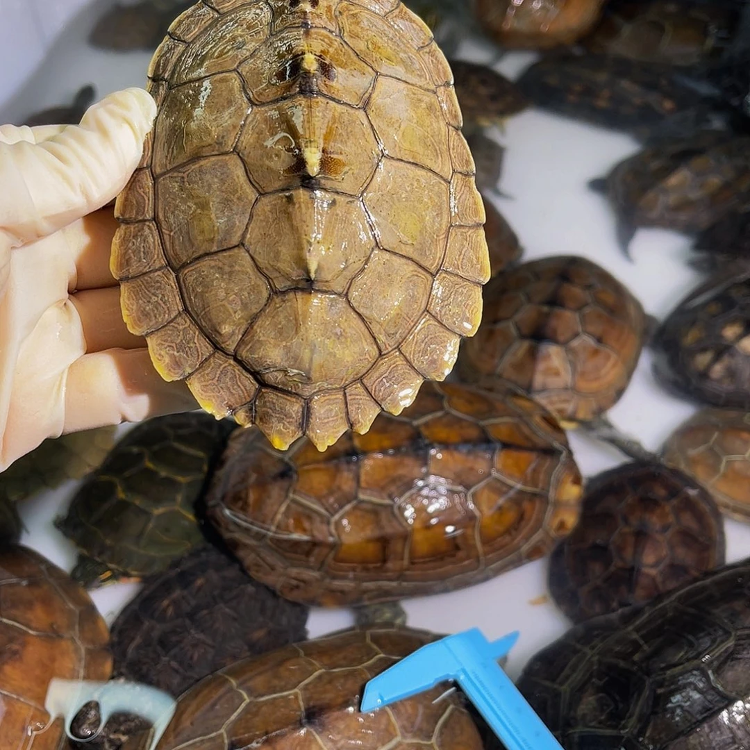 ***叶中华草龟公母搭配