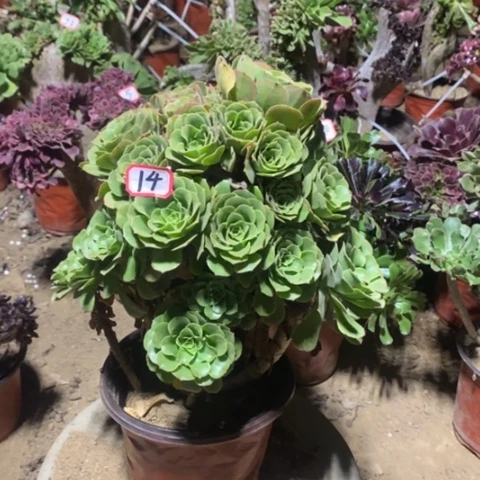 绿杨蓉捧花一物一拍