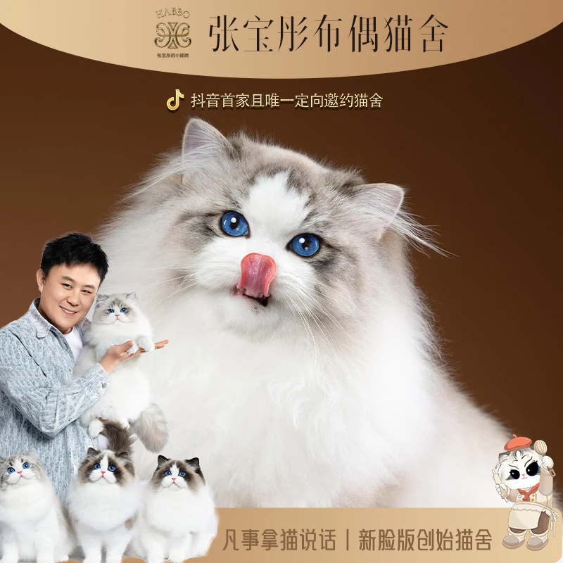 张宝彤布偶猫舍-三墩弟弟 | 新脸版创始猫舍