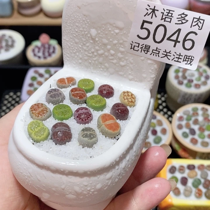 带盆土植物 一物一拍5046