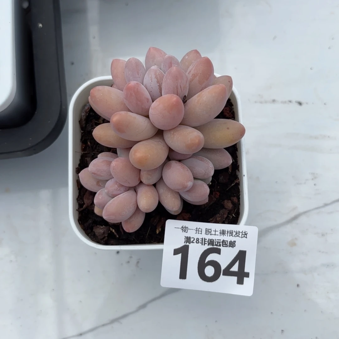 汤圆群多肉多肉多肉