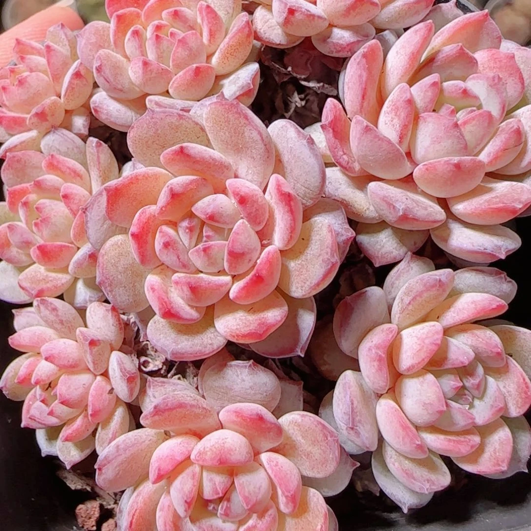 花语逸镜1130-155点将船