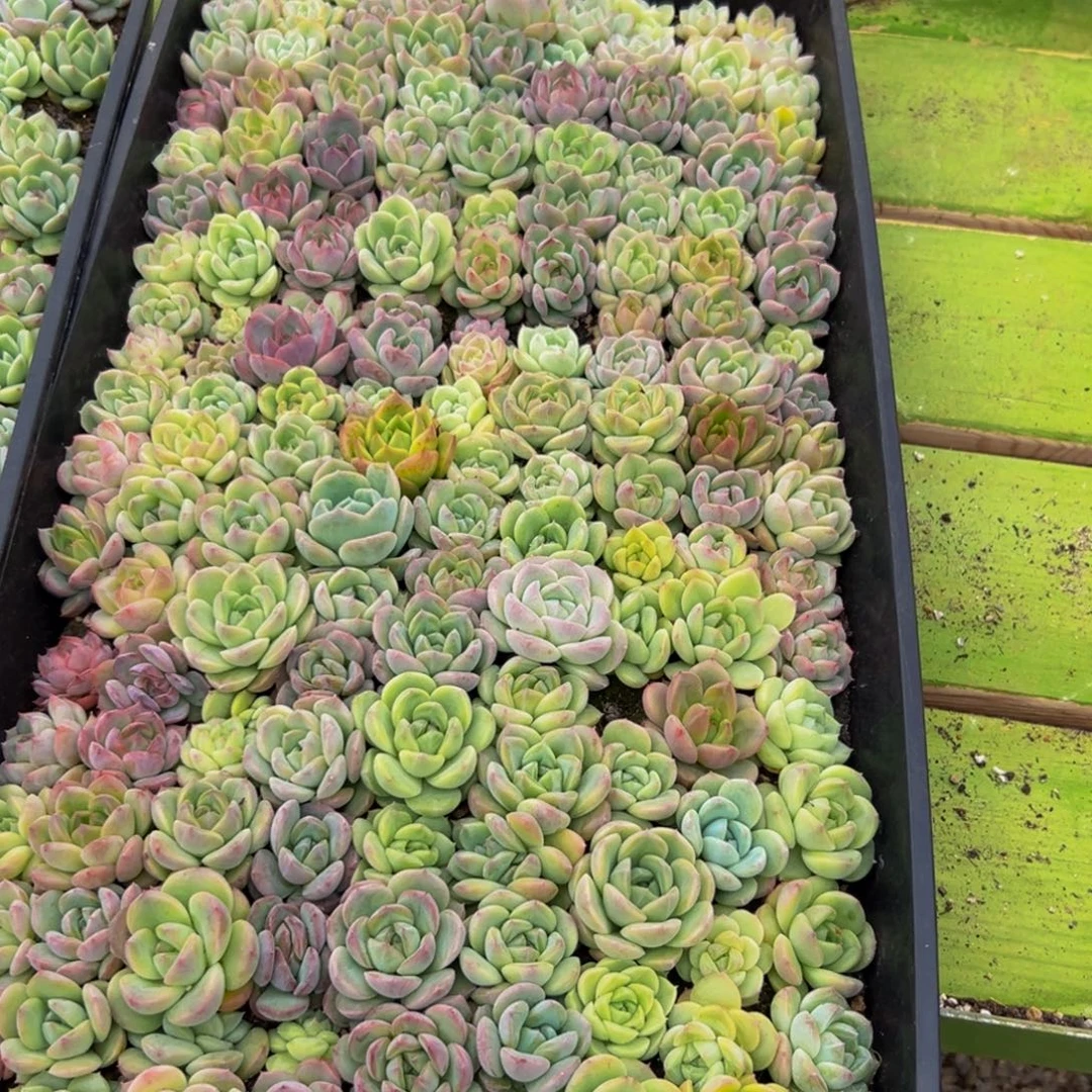 繁***坞153多肉植物的生长发育规律及