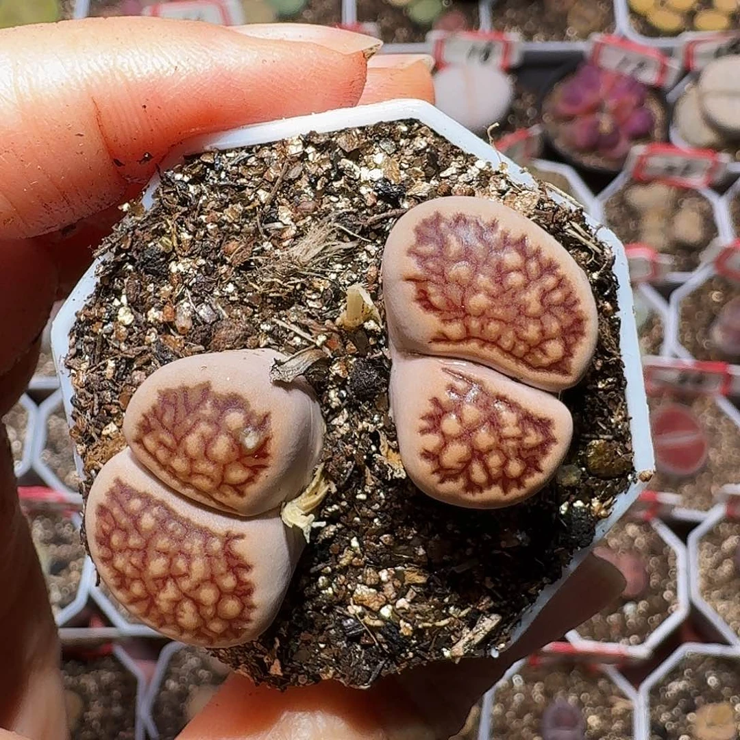 生石花23:：：。   61