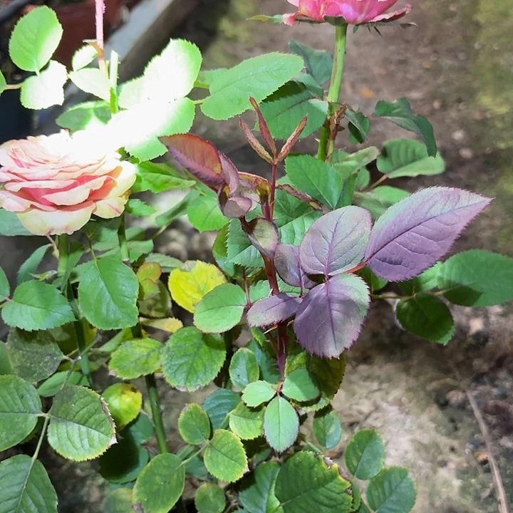 无花朵玛罗莎中苗一加