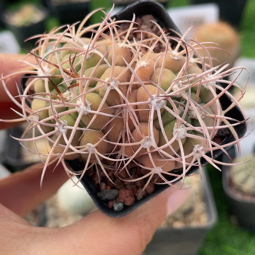 双头的新世界实生裸根发货清货满 39 包邮，非偏远地区